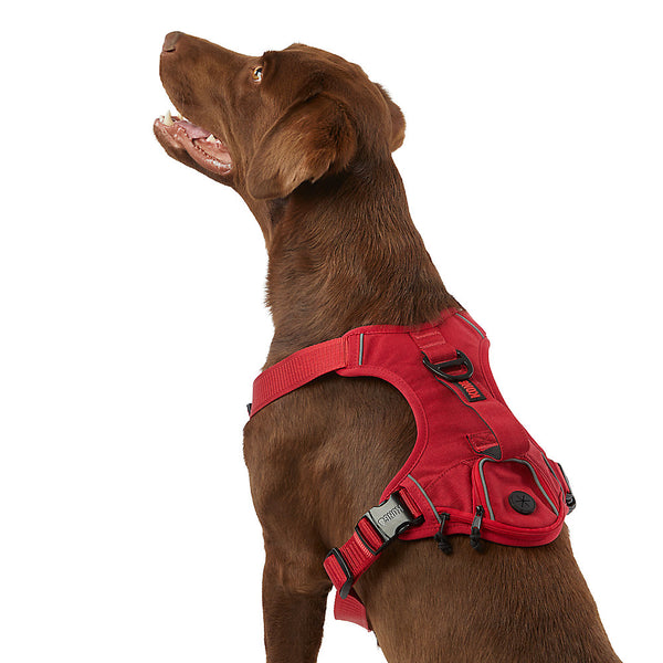 KONG Comfort Control Grip Padded Chest Plate Harness – Knockout Pet Supplies